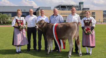 Taufe der Siegermuni für das 103. Luzerner Kantonale Schwingfest